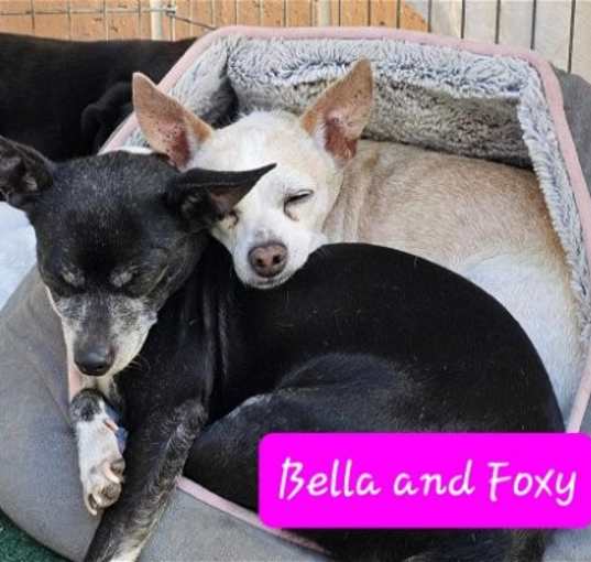 Photo of Bella and Foxy