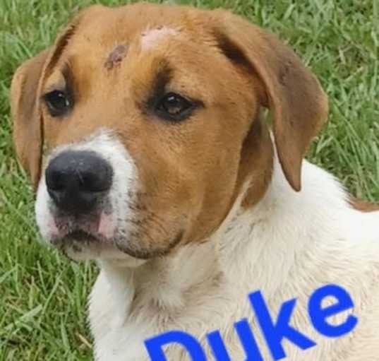 Photo of Duke (CL 2023)