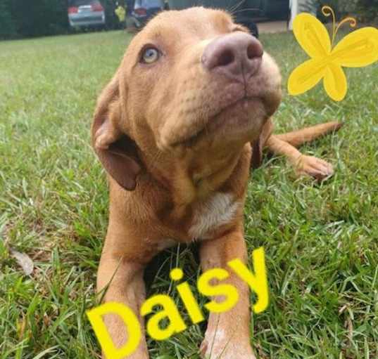 Photo of Daisy (CL 2023)