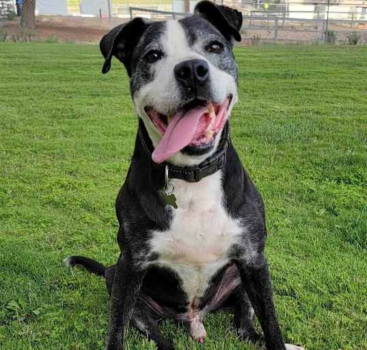 Photo of Buddy
