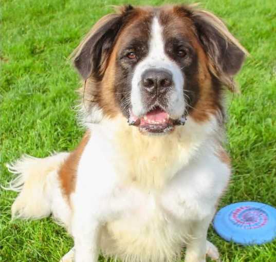 Photo of Goose
