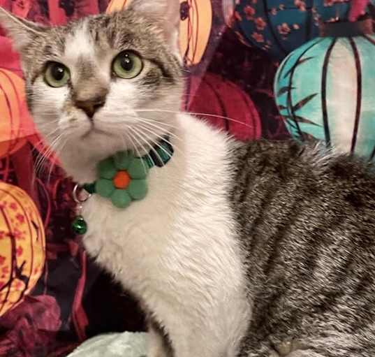 Photo of Phoebe
