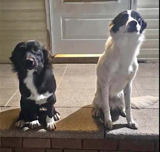 Photo of TIMMY AND TOBY - *CRITICAL* NEEDS IMMED FOSTER