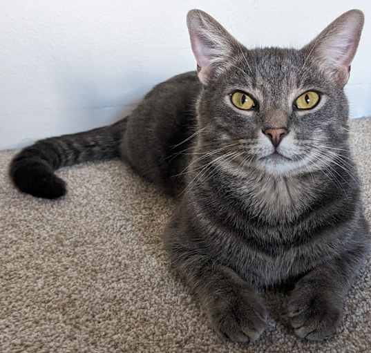 Photo of Pepper