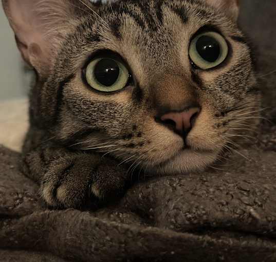Photo of Dewey