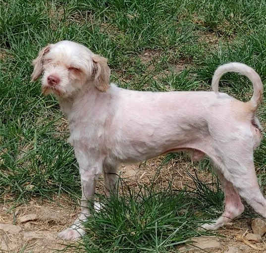 Photo of Dexter