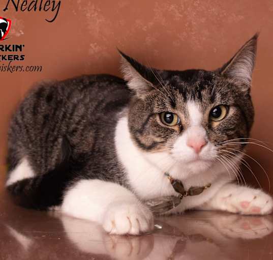 Photo of RANDY NEDLEY