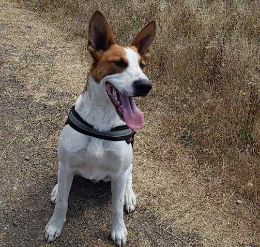 Photo of Braxton - Happy Boy!