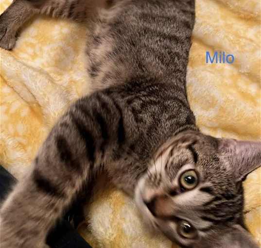 Photo of Milo
