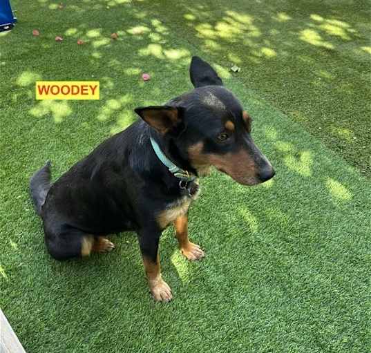 Photo of Woodey