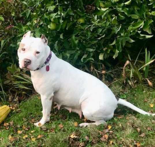 Photo of Cupcake –Great, sweet snuggler