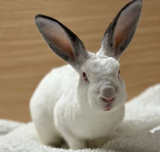 Photo of Comet