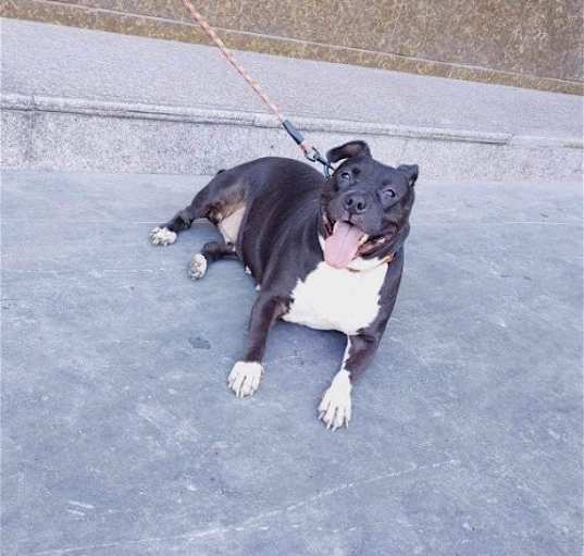Photo of Tinker