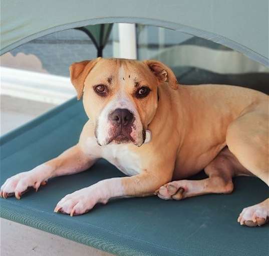 Photo of Honey