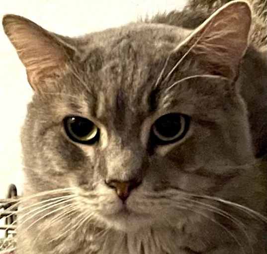Photo of Pebbles