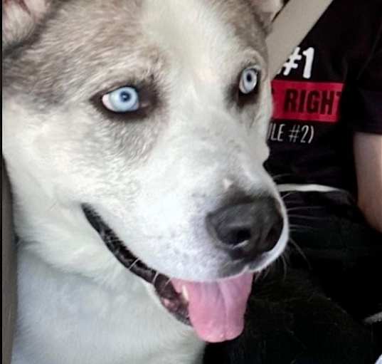 Photo of Blaze