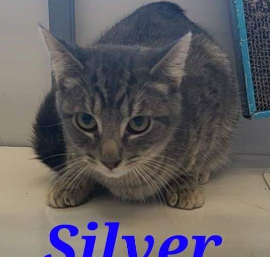 Photo of Silver