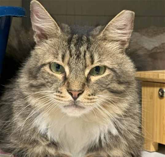 Photo of Bourbon (bonded to Prince)
