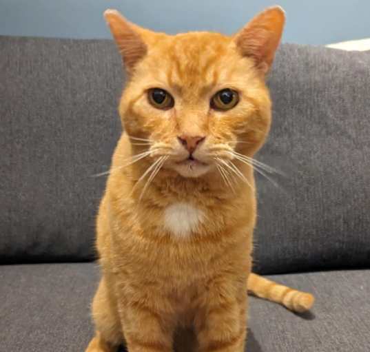 Photo of Mr. Giuseppe
