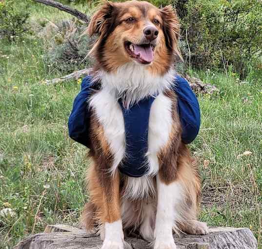 Photo of Tucker - purebred Aussie!