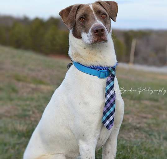 Photo of Rocky - Adoptable