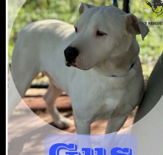 Photo of Gus