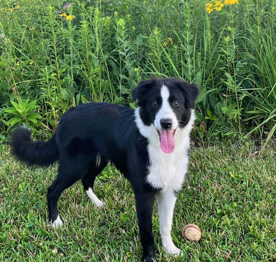 Photo of Daisy