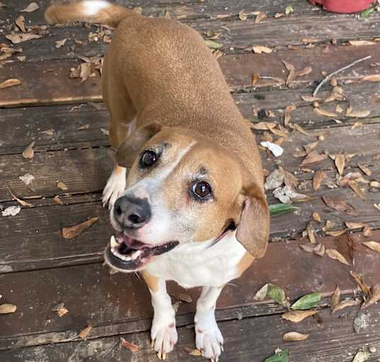Photo of Delilah - Courtesy Post