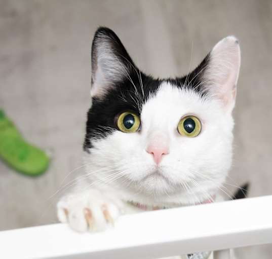 Photo of Mochi [READ BIO PLS]