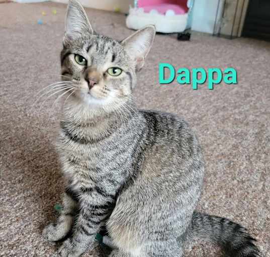 Photo of Dappa