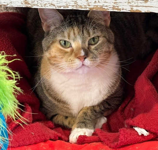 Photo of Cayenne