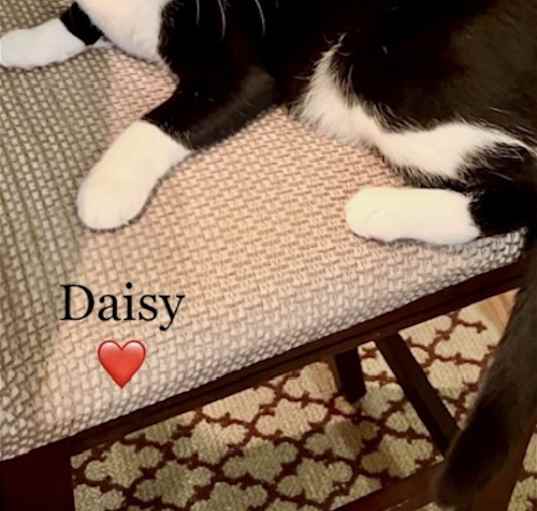 Photo of Daisy - Courtesy Post