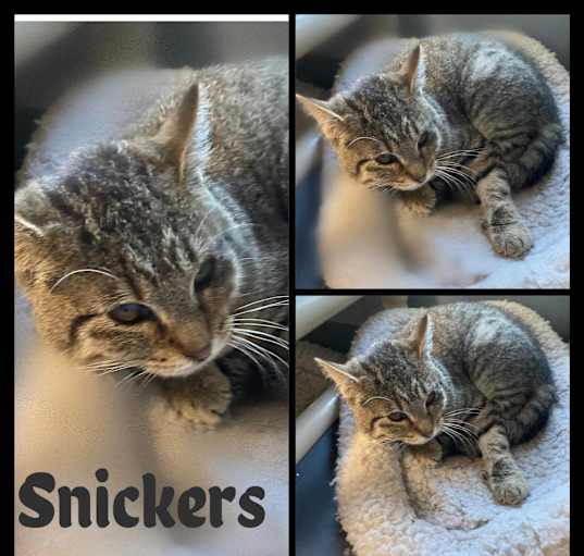 Photo of Snickers