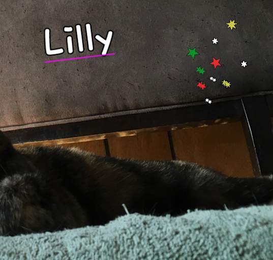 Photo of Lilly