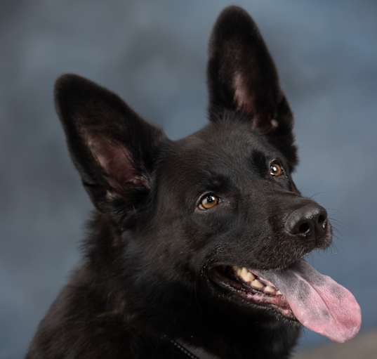 Photo of Laika