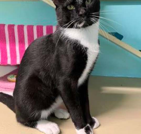 Photo of Figaro