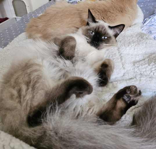 Photo of Sassy