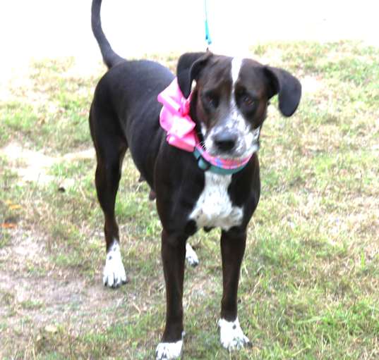 Photo of Plexie