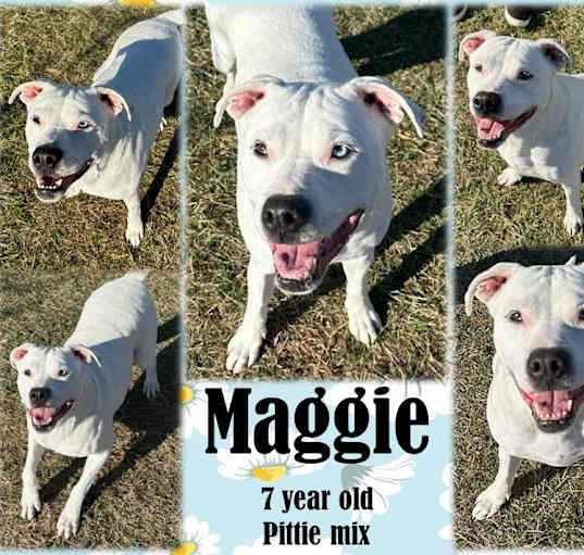 Photo of Maggie2 - ROCKFORD