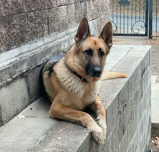 Photo of Chester