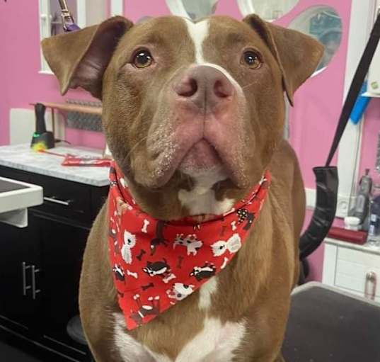 Photo of Red