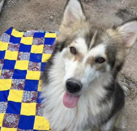 Photo of Koda