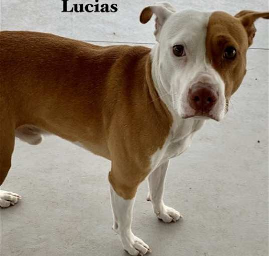 Photo of Lucius