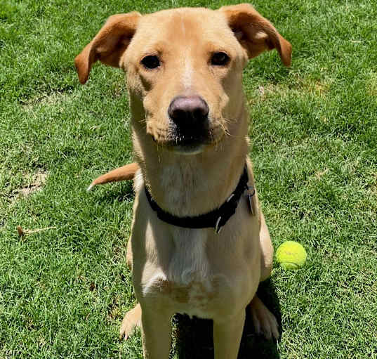 Photo of Snitch