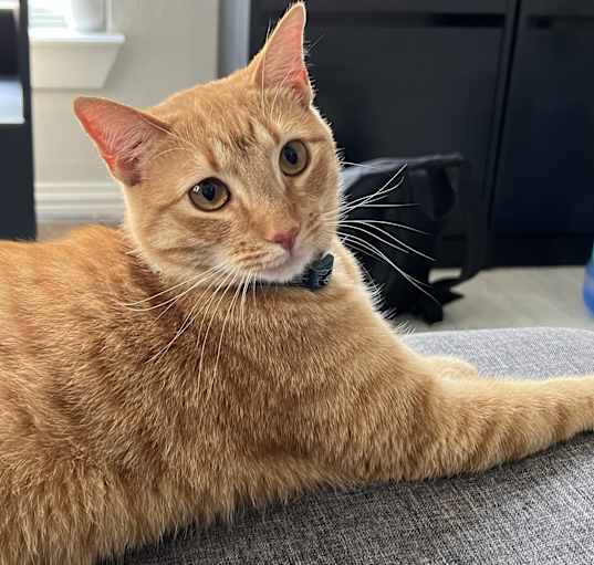 Photo of Mochi