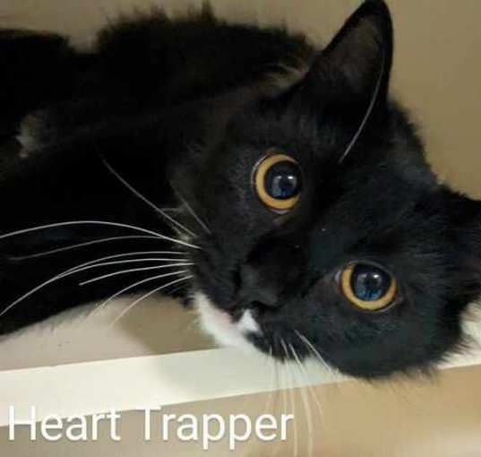 Photo of Heart Trapper