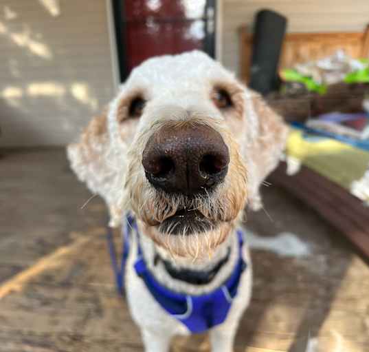 Photo of Nora - Poodle mix