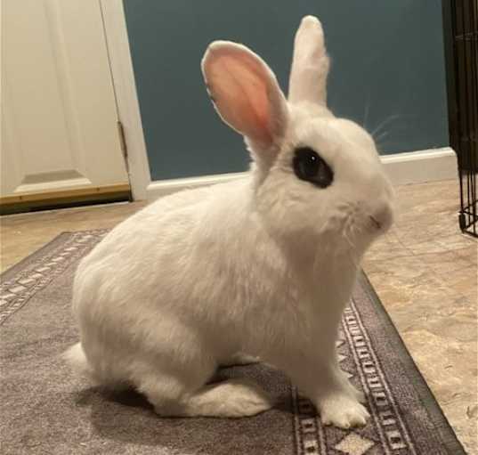 Photo of Jupiter RABBIT