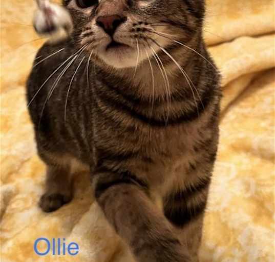 Photo of Ollie