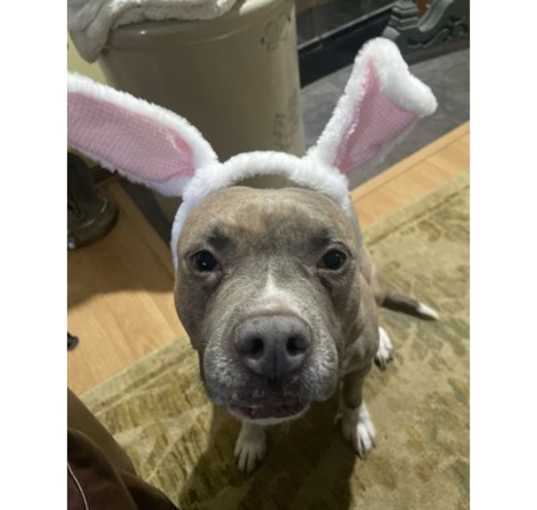 Photo of Nova